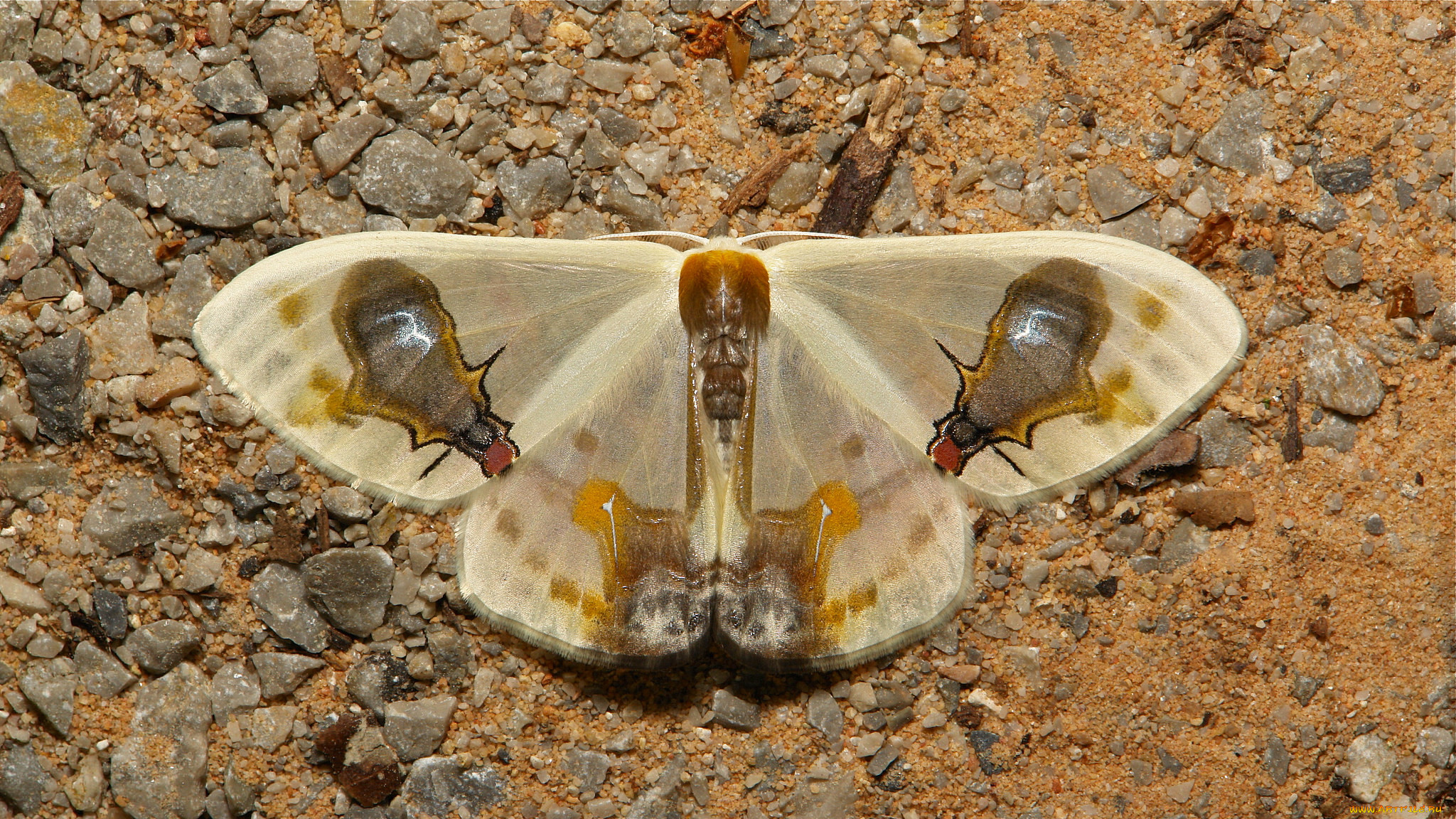 Macrocilix Maia Moth